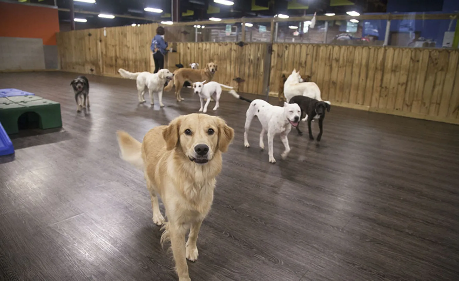 Group of dogs at Doguroo
